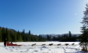 dog sled ride along beaver pond